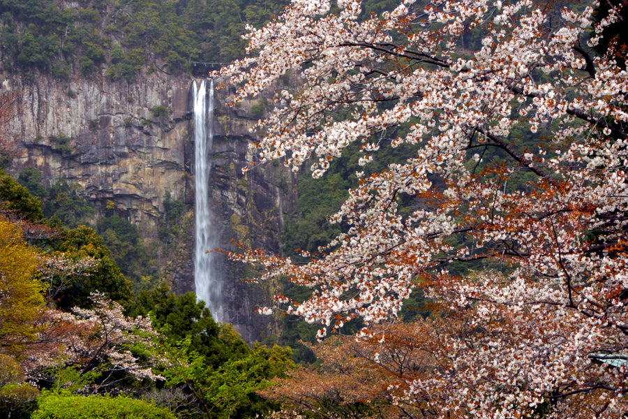 When is the best time to hike the Kumano Kodo?