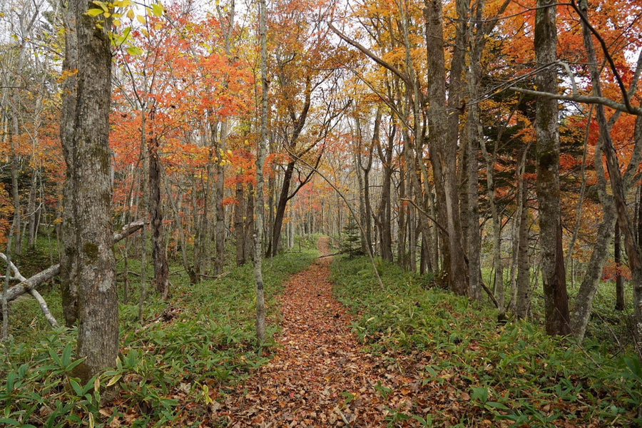 Mashu–Kussharo Trail: Hokkaido’s Premier Volcanic Lake Adventure
