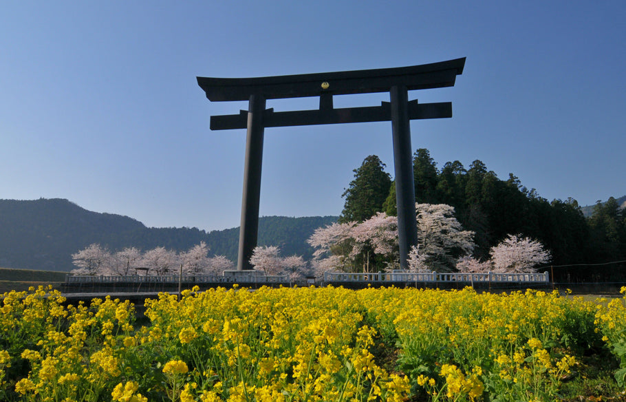 5 Reasons to Book the Kumano Kodo with Hiking Trails Pty Ltd