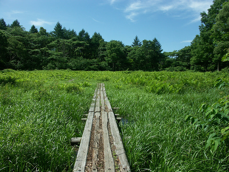 Introducing our newest Japan walk; The Shin-etsu Trail.