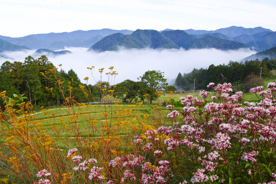 When is the best time of year to walk the Kumano Kodo?